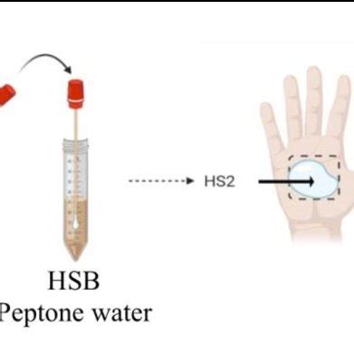 hand swab microbiological limits|Microbiological Standards (Limits) for Hand Swabs for Coliforms .